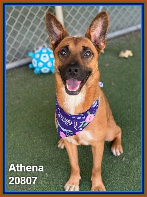Athena thumbnail 6