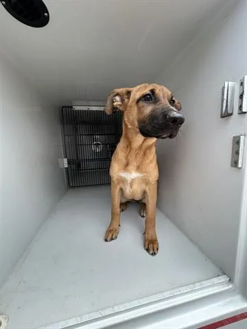 A baby medium-sized female German Shepherd Dog dog named A for adoption in Houston, TX