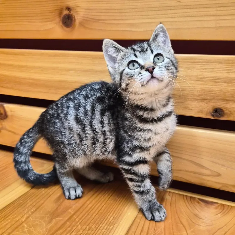 A baby small-sized female Black Domestic Short Hair cat named Mabel for adoption in Woodstock, IL