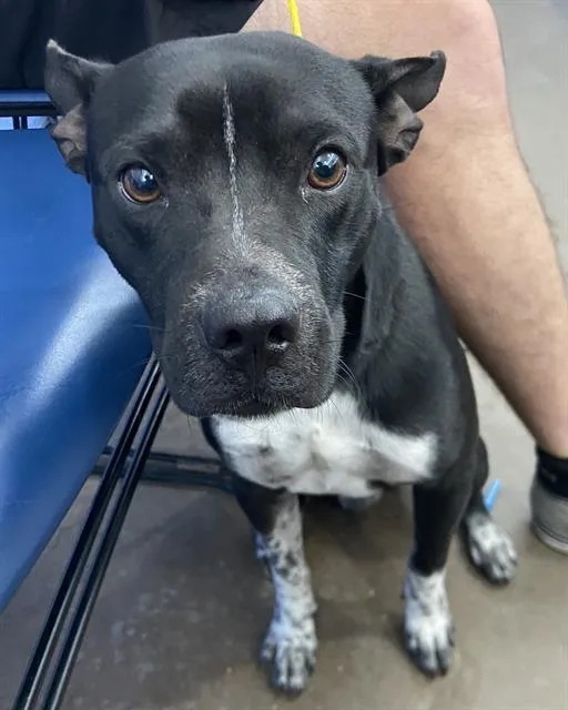 A young medium-sized male Mixed Breed dog named Tom Tom for adoption in Dallas, TX