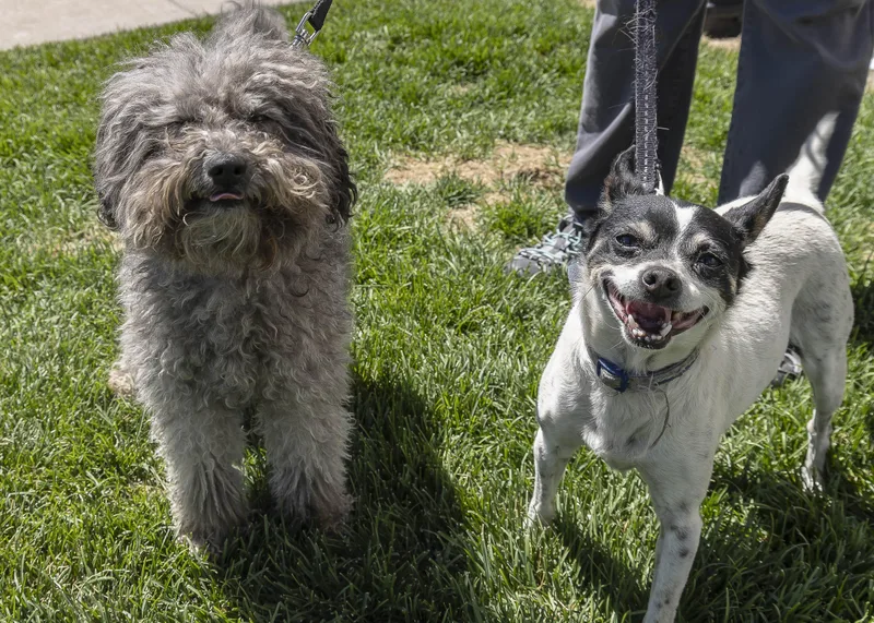 A senior small-sized male Black Chihuahua dog named Jhiki and Tara for adoption in Millville, UT
