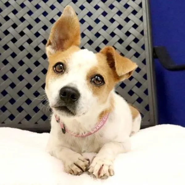 An adult small-sized female Terrier dog named Rosette for adoption in Fort Davis, TX