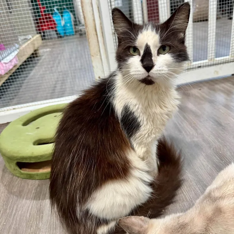 An adult large-sized male Domestic Medium Hair cat named Wishbook for adoption in Fredericksburg, VA