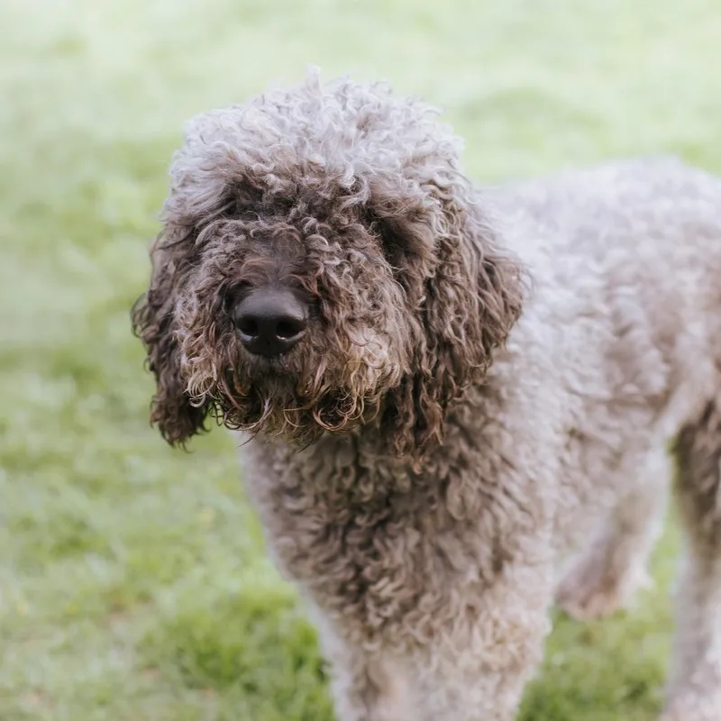 An adult large-sized male Gray / Blue / Silver Standard Poodle dog named Biggie for adoption in Northbrook, IL