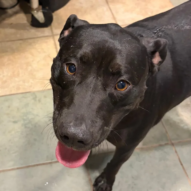 An adult medium-sized female Black Mixed Breed dog named Noodle for adoption in Chattanooga, TN