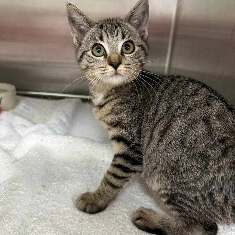 A baby small-sized female Brown / Chocolate Domestic Short Hair cat named Missie for adoption in Jupiter, FL