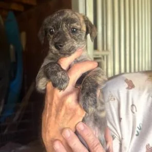 A baby small-sized male Chihuahua dog named Brin for adoption in Lodi, CA