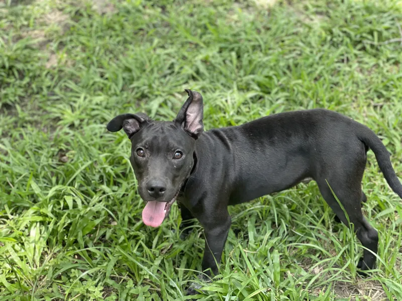 A young medium-sized male Black American Staffordshire Terrier dog named Ringo Starr for adoption in Houston, TX