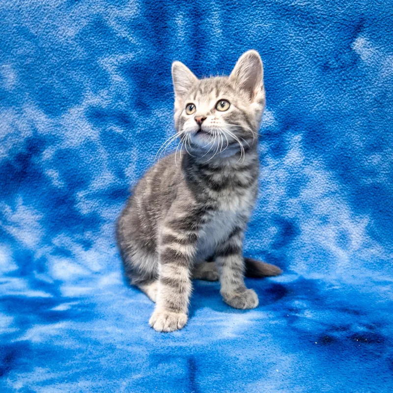 A baby medium-sized male Tabby (Gray / Blue / Silver) Domestic Short Hair cat named Roberto for adoption in Overland Park, KS