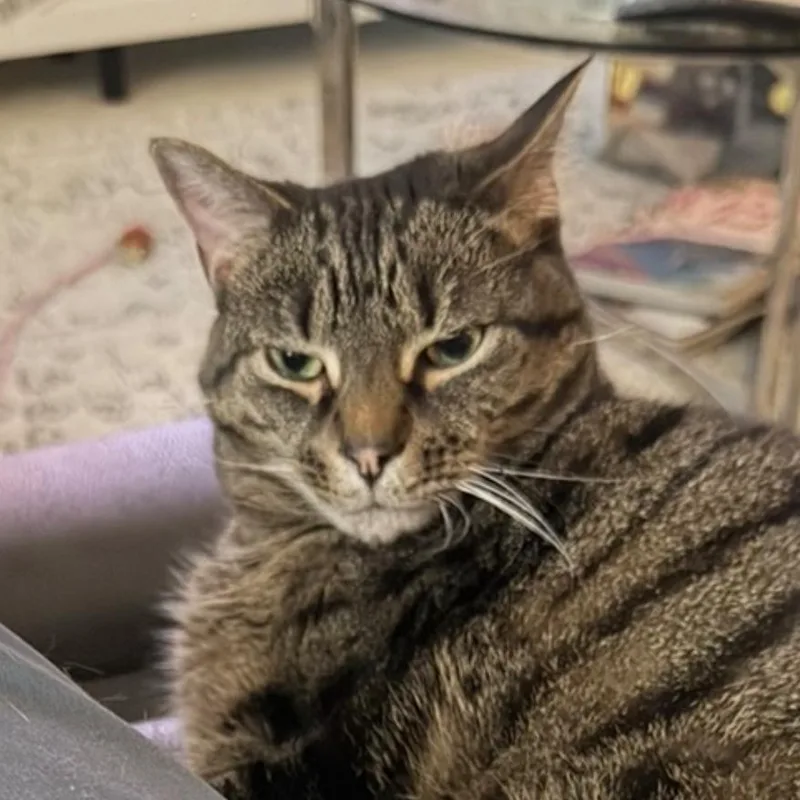 An adult small-sized female Brown / Chocolate Domestic Short Hair cat named Sapphire Vargas for adoption in Merrifield, VA