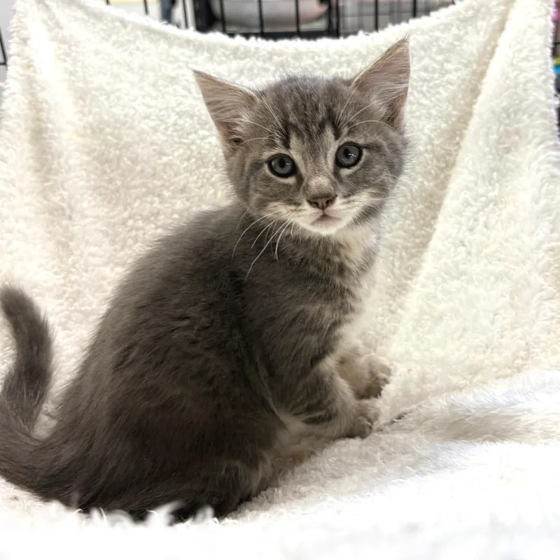 A young medium-sized male Tabby (Gray / Blue / Silver) Domestic Short Hair cat named Stewie for adoption in Blackfoot, ID