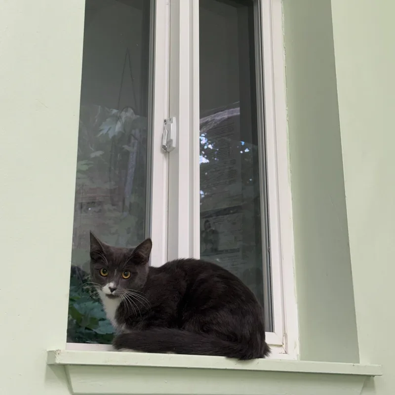 A baby medium-sized female Gray / Blue / Silver Domestic Short Hair cat named Ms.Honey for adoption in Kent, WA