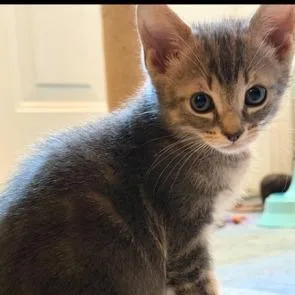A baby small-sized female Gray / Blue / Silver Domestic Short Hair cat named Peggy for adoption in Jupiter, FL