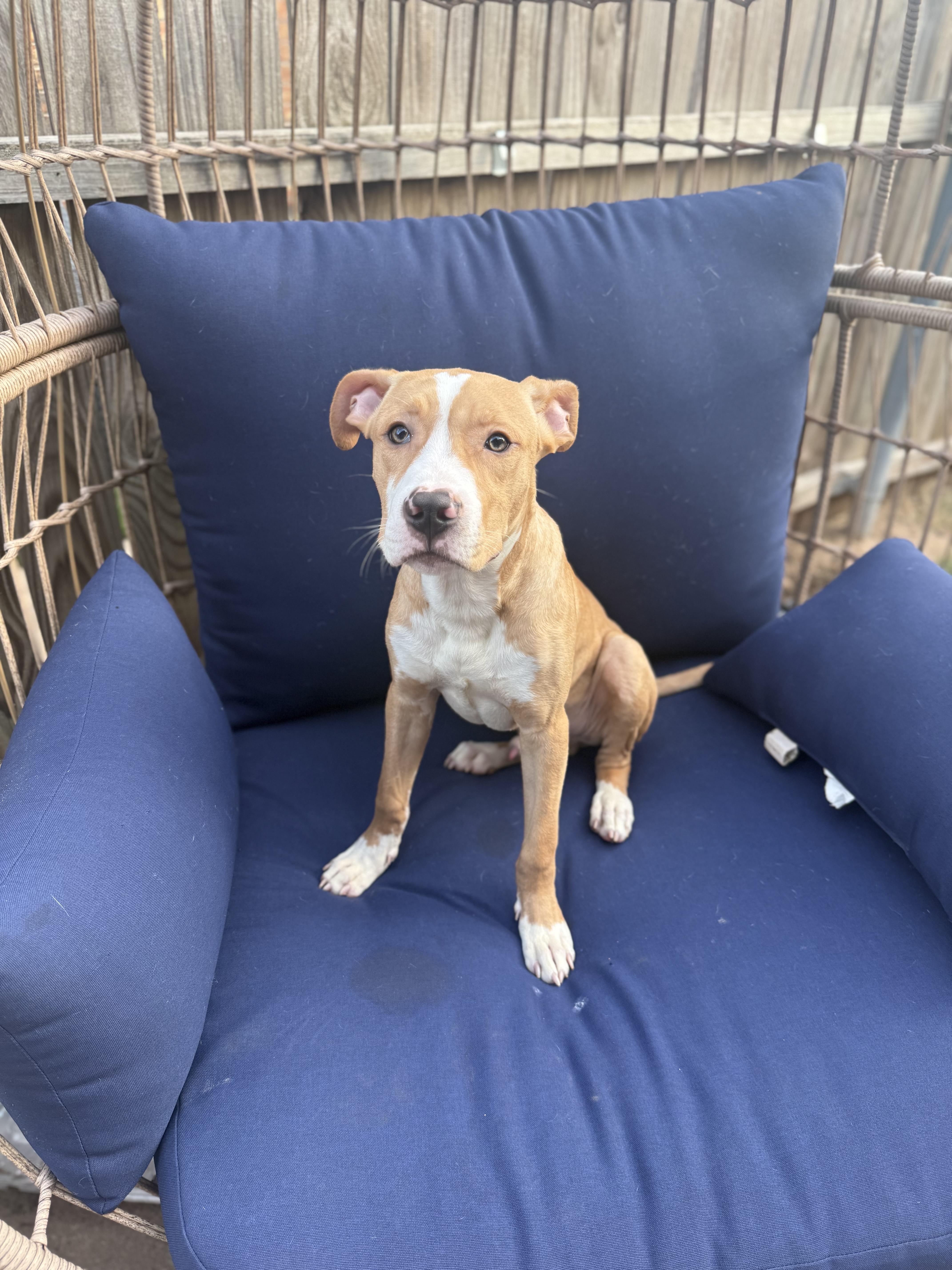 A young large-sized male Apricot / Beige American Staffordshire Terrier dog named Dorian for adoption in Choctaw, OK