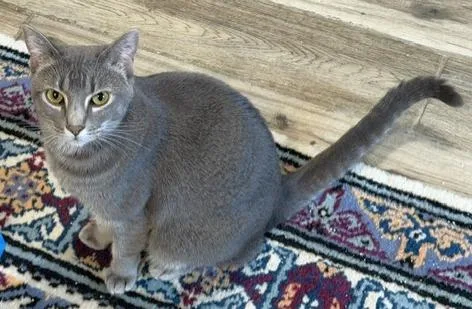 An adult medium-sized female Domestic Short Hair cat named Star for adoption in Shawnee, KS