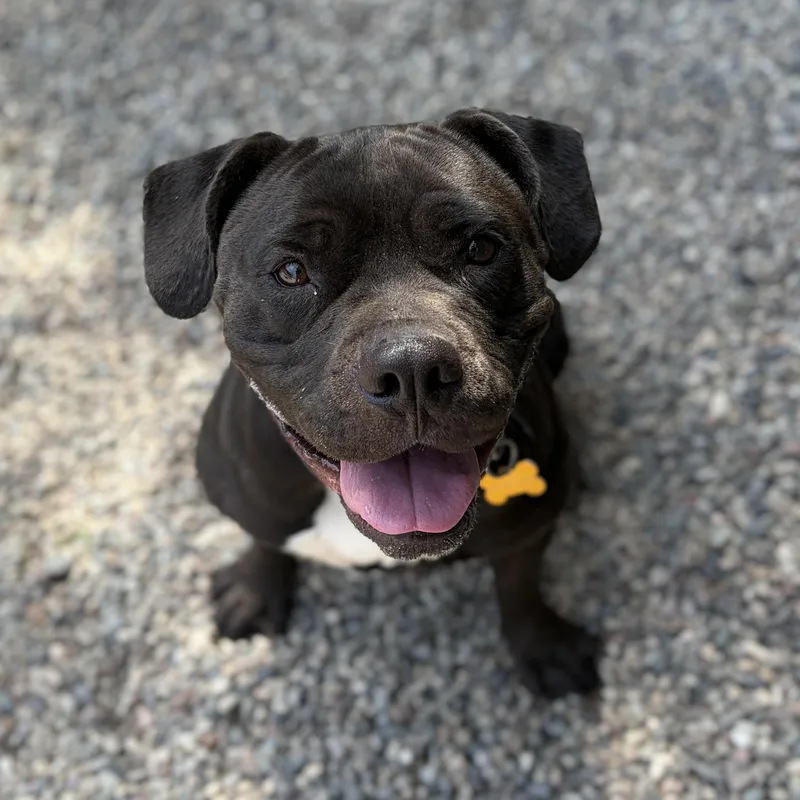 A young medium-sized female Black Pit Bull Terrier dog named Magpie for adoption in Pasadena, CA