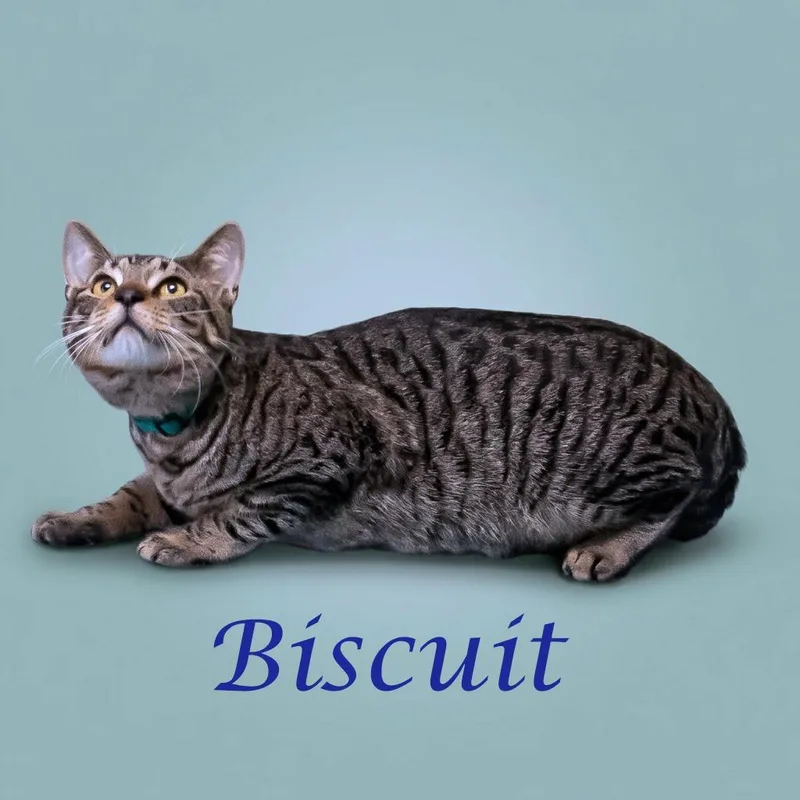 Biscuit C