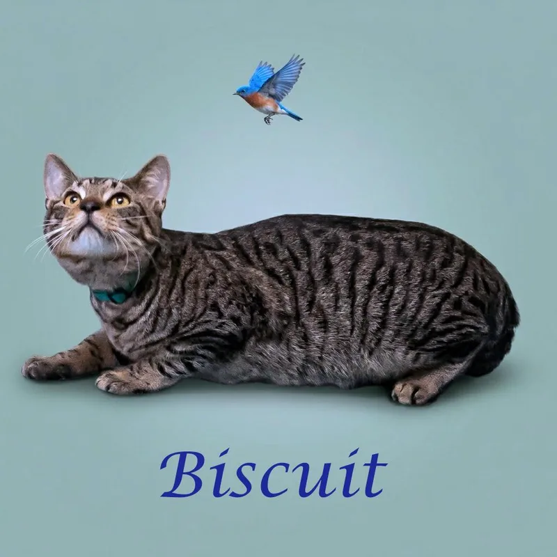 Biscuit C thumbnail 2