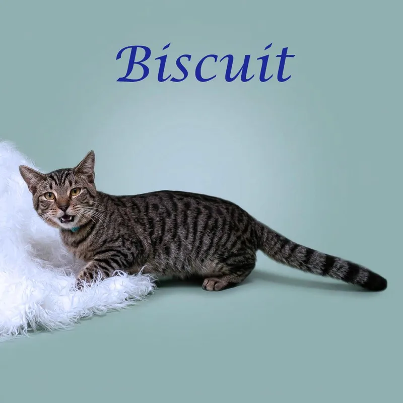 Biscuit C thumbnail 4