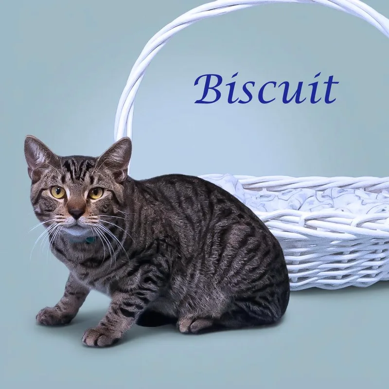 Biscuit C thumbnail 5