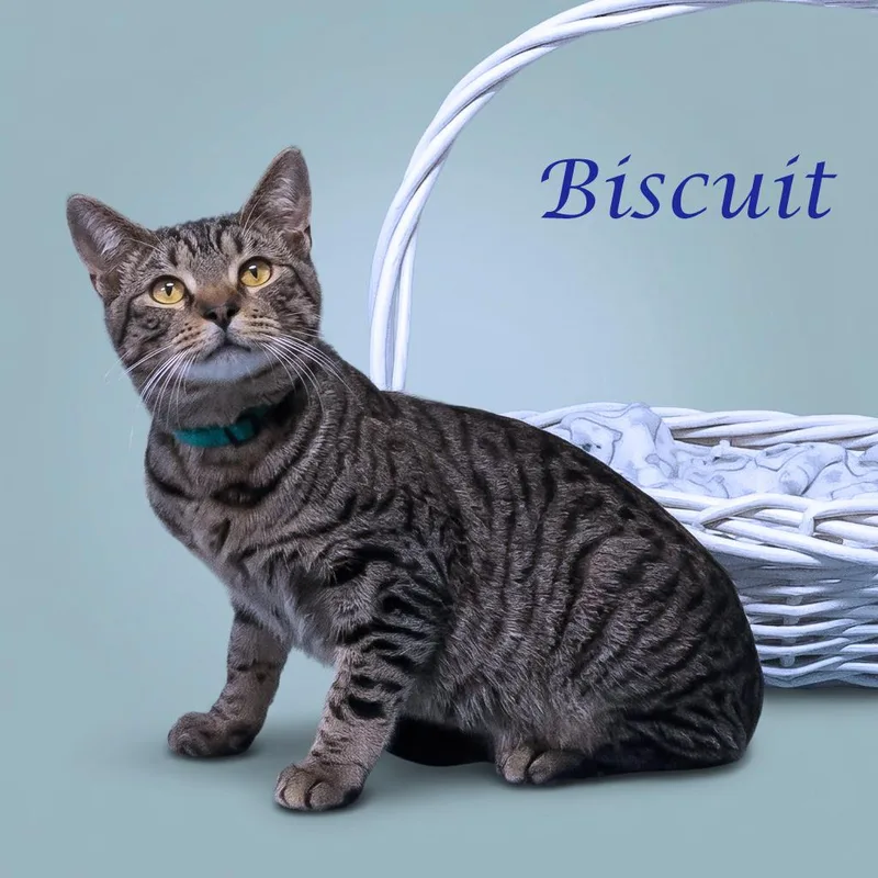Biscuit C thumbnail 6