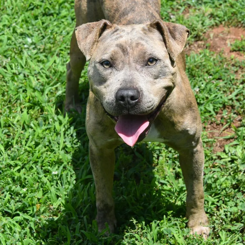 An adult medium-sized female Gray / Blue / Silver Catahoula Leopard Dog dog named Jolee for adoption in Columbus, NC
