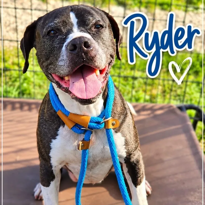 A senior large-sized male Boxer dog named Ryder for adoption in Jackson, NJ