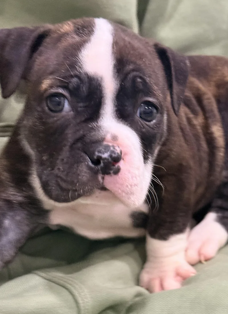 A baby medium-sized female American Bully dog named Dior for adoption in Copiague, NY