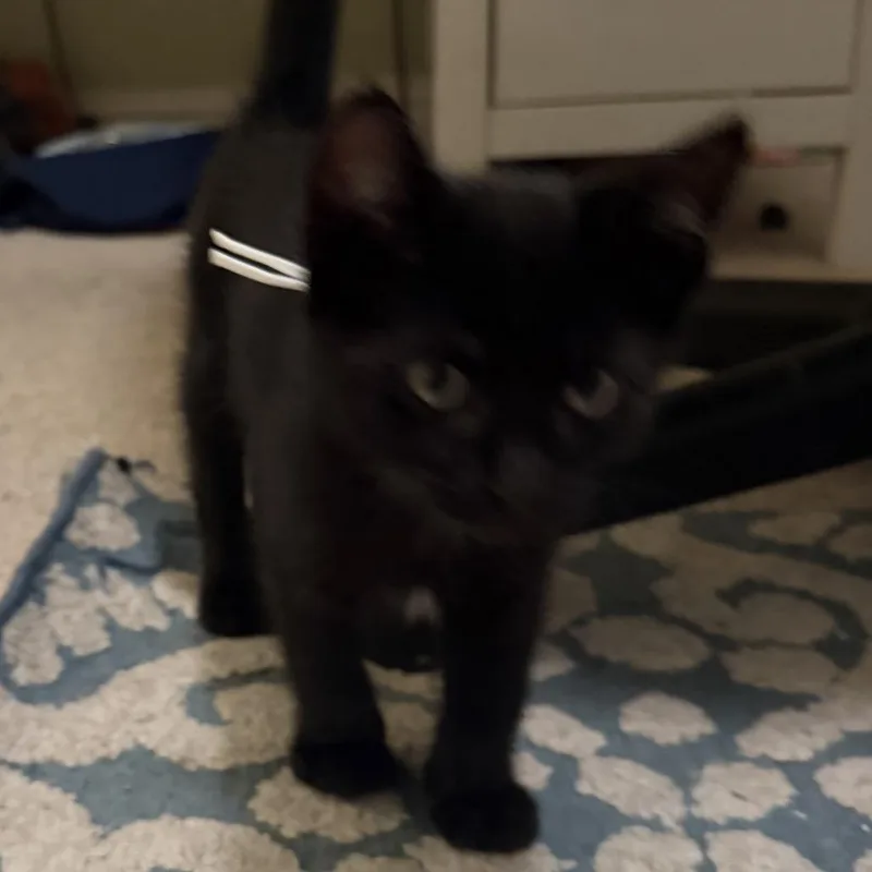 A baby small-sized male Black Domestic Short Hair cat named Quill for adoption in Pleasanton, CA