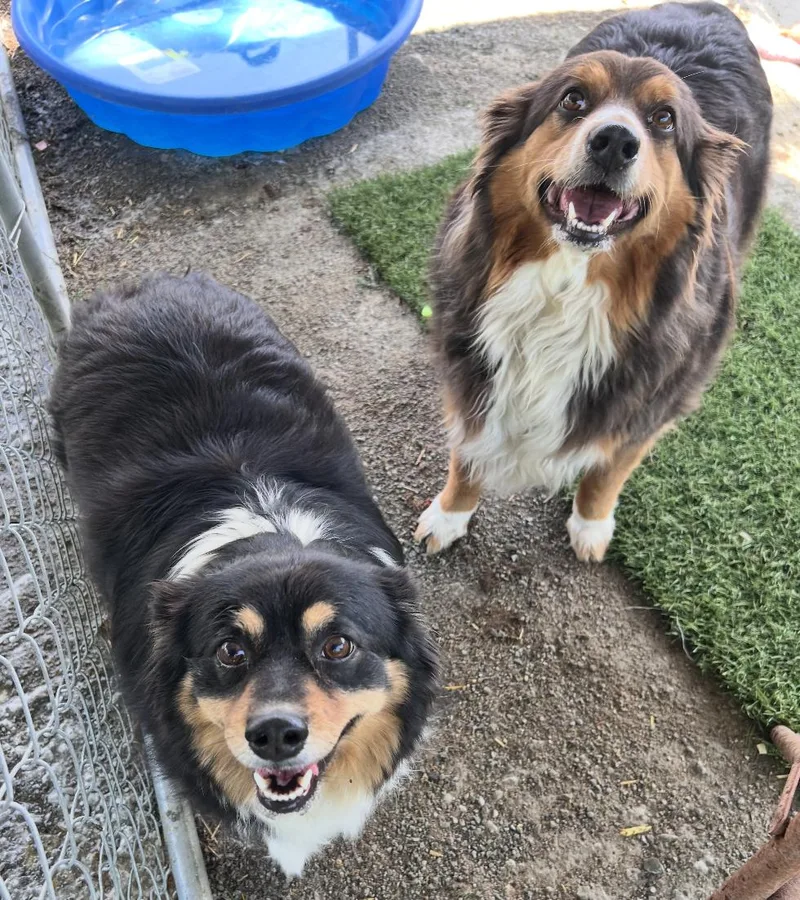 An adult medium-sized female Tricolor (Brown, Black, & White) Australian Shepherd dog named Harley And Marley  for adoption in Andover, MA