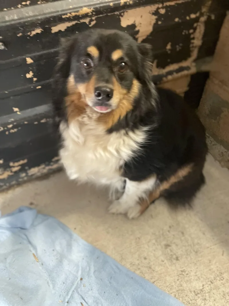 Harley And Marley  thumbnail 3