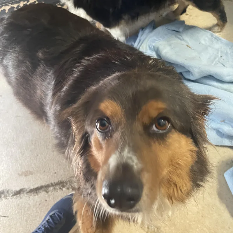 Harley And Marley  thumbnail 4