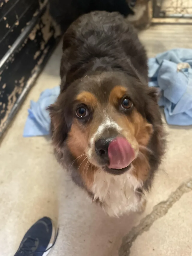 Harley And Marley  thumbnail 6