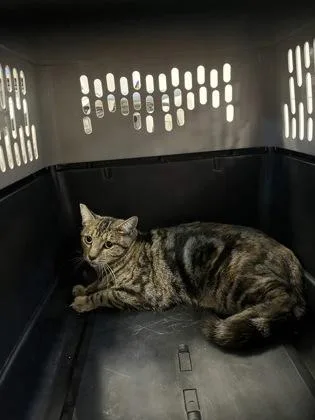 A young medium-sized female Domestic Medium Hair cat named Mrs. Meow for adoption in Fresno, CA