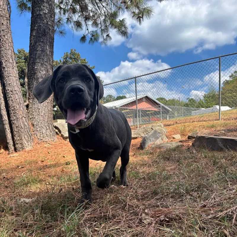 A young medium-sized female Gray / Blue / Silver Mastiff dog named Adele for adoption in Birmingham, AL