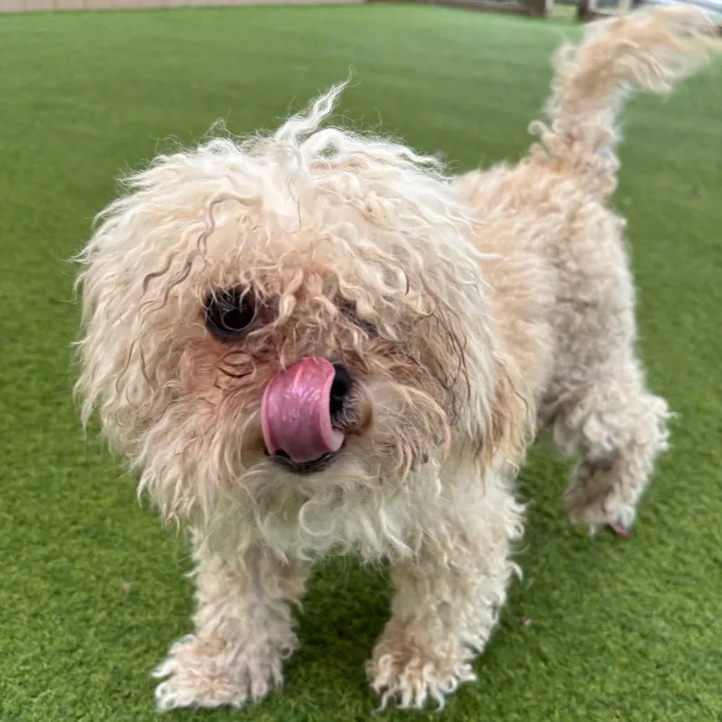 An adult small-sized male White / Cream Poodle (Toy) dog named Dorian for adoption in LOXAHATCHEE, FL