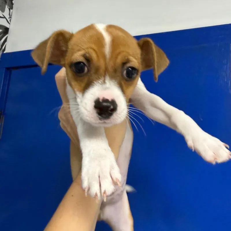 A baby small-sized male White / Cream English Coonhound dog named Kainoa for adoption in Wahiawa, HI