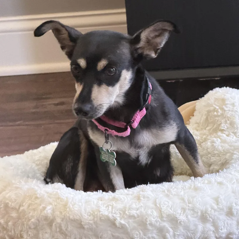 Roxy