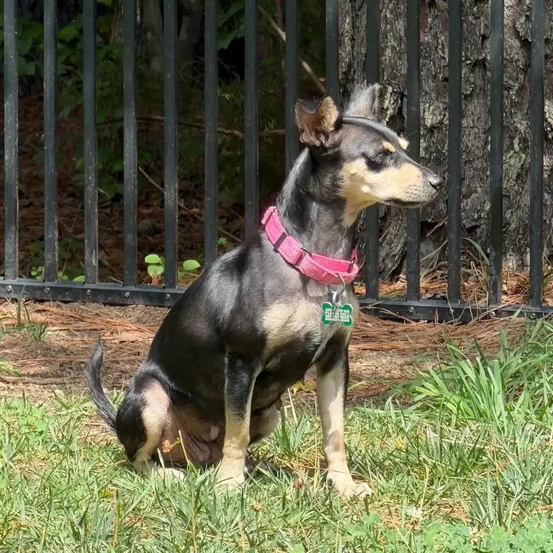 Roxy thumbnail 3