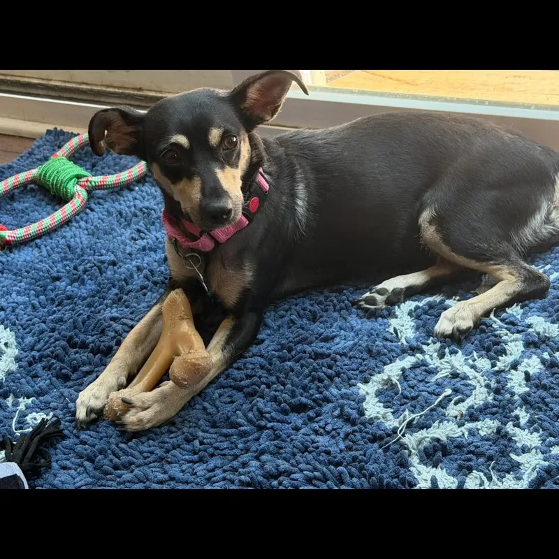Roxy thumbnail 4