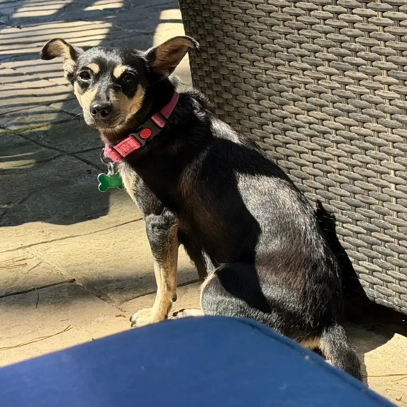 Roxy thumbnail 5
