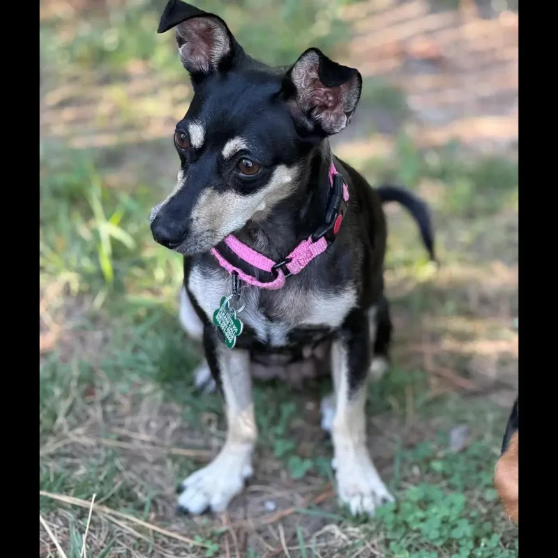 Roxy thumbnail 6