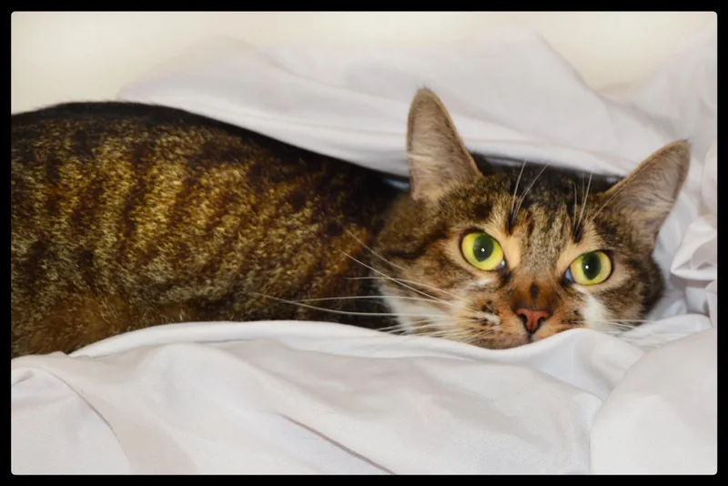 An adult small-sized female Domestic Short Hair cat named Emily A for adoption in San Andreas, CA