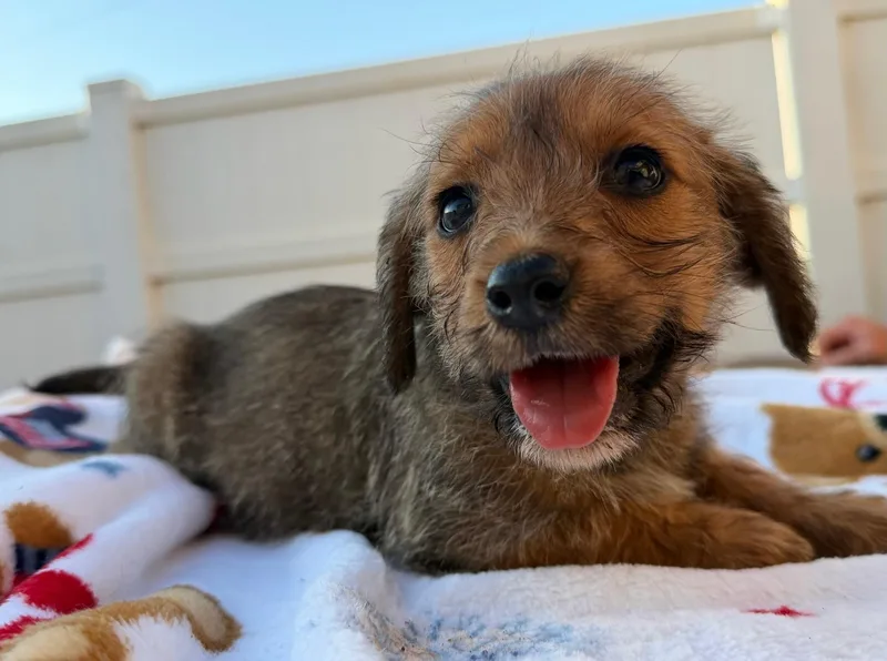 A baby small-sized male Yellow / Tan / Blond / Fawn Norfolk Terrier dog named Woody for adoption in Calera, AL
