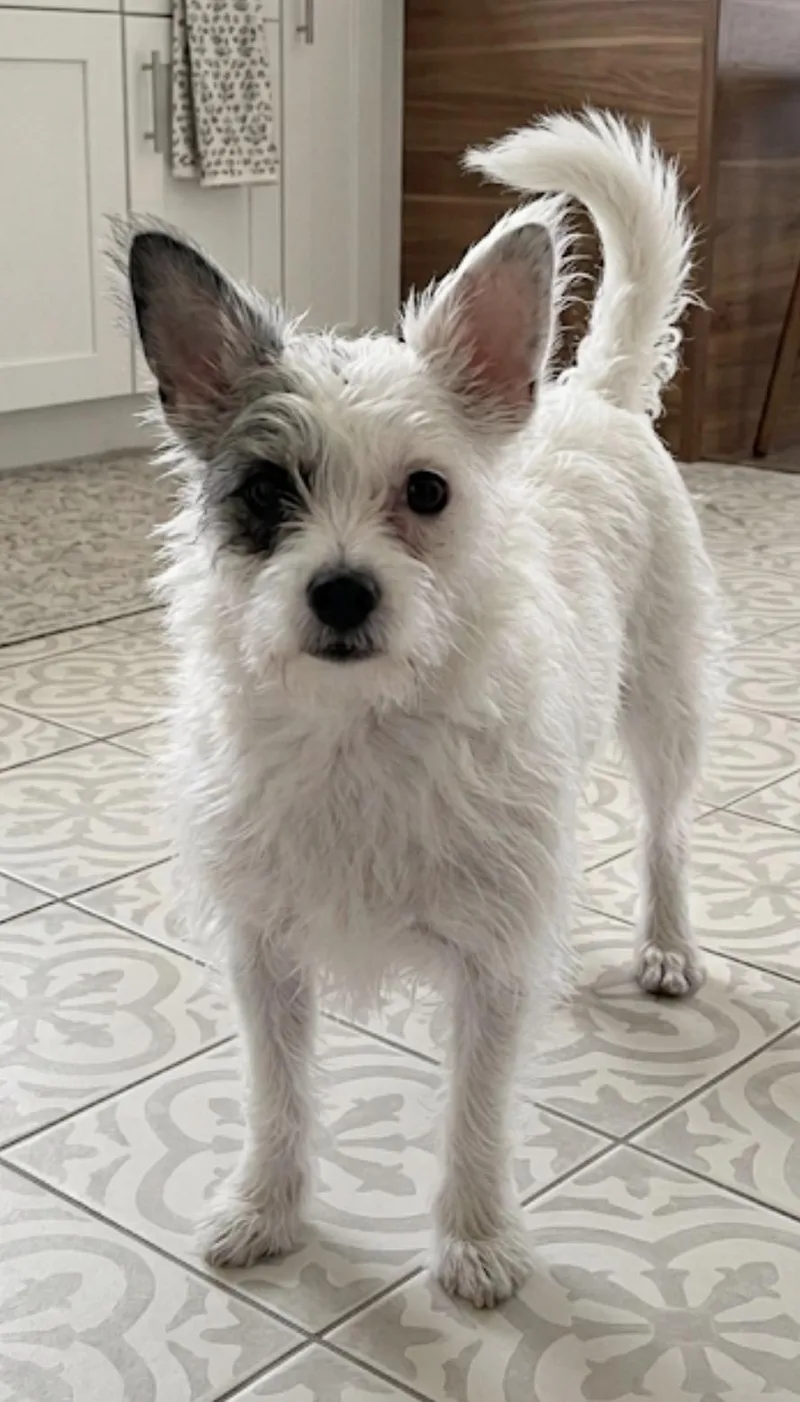 A young small-sized female Yorkie Poo dog named Bee for adoption in Casa Grande, AZ