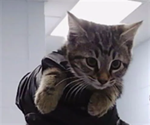 A baby small-sized female Domestic Short Hair cat named Spice for adoption in Charlotte, NC