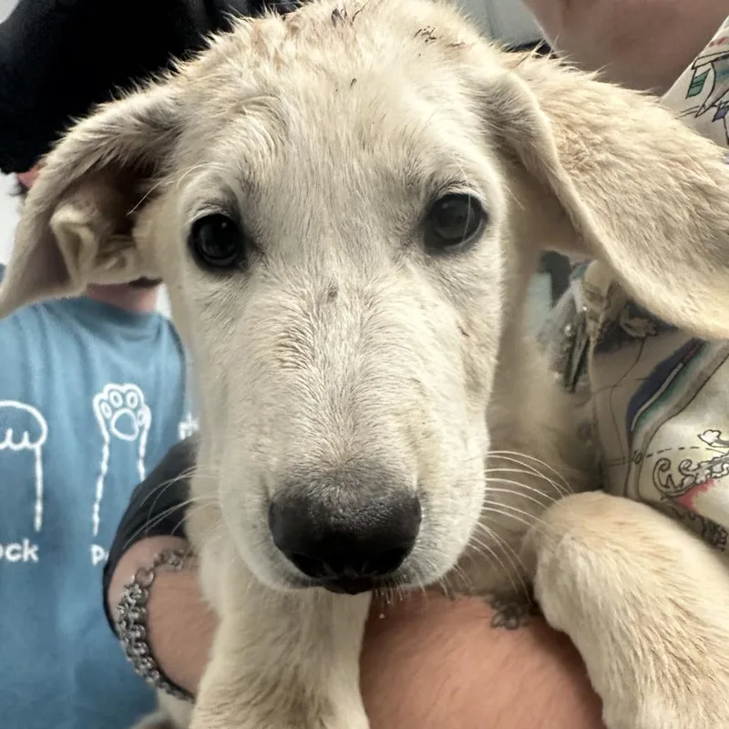 A baby small-sized male Great Pyrenees dog named Peter Quill for adoption in Abilene, TX