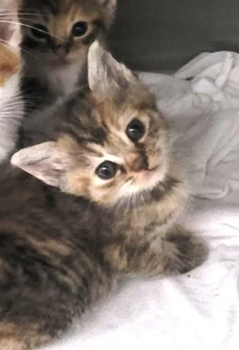 A baby small-sized female Domestic Short Hair cat named Bashful for adoption in Los Angeles, CA