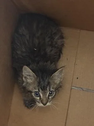 A baby small-sized male Domestic Short Hair cat named Lanzo for adoption in West Chester, PA