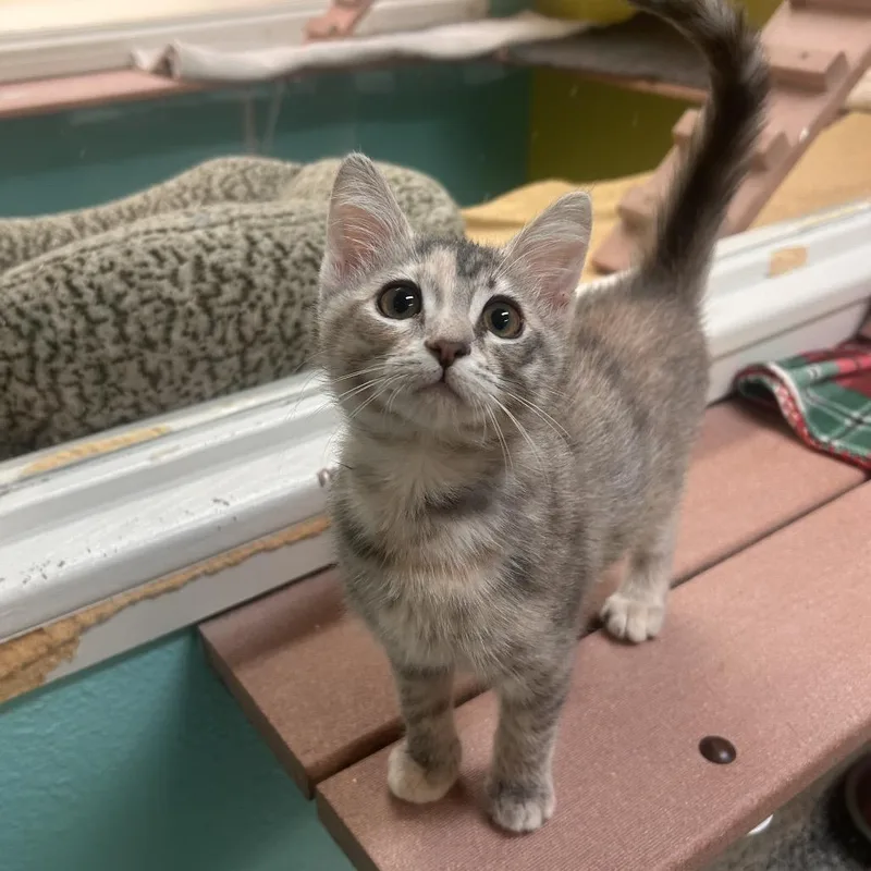 A baby small-sized female Calico Domestic Short Hair cat named Elsie for adoption in Fresno, CA